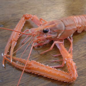 scampi